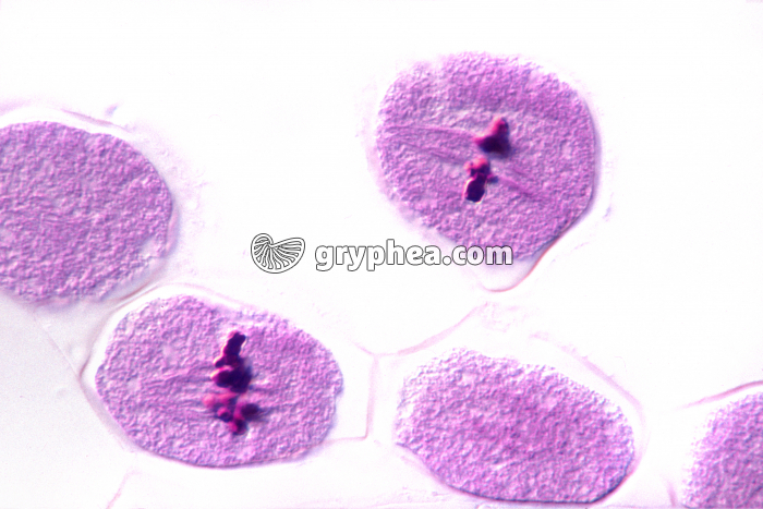 Méiose - Cellules-mères des grains de pollen - Lys - Métaphase 1 x400 - gryphea.org